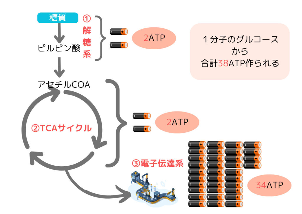 エネルギー産生の図