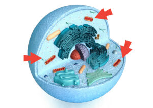 細胞の中ミトコンドリア